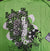 CHAMPAGNE TEE | GIRBAUD